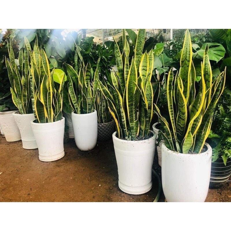 Cây lưỡi hổ cao viền vàng