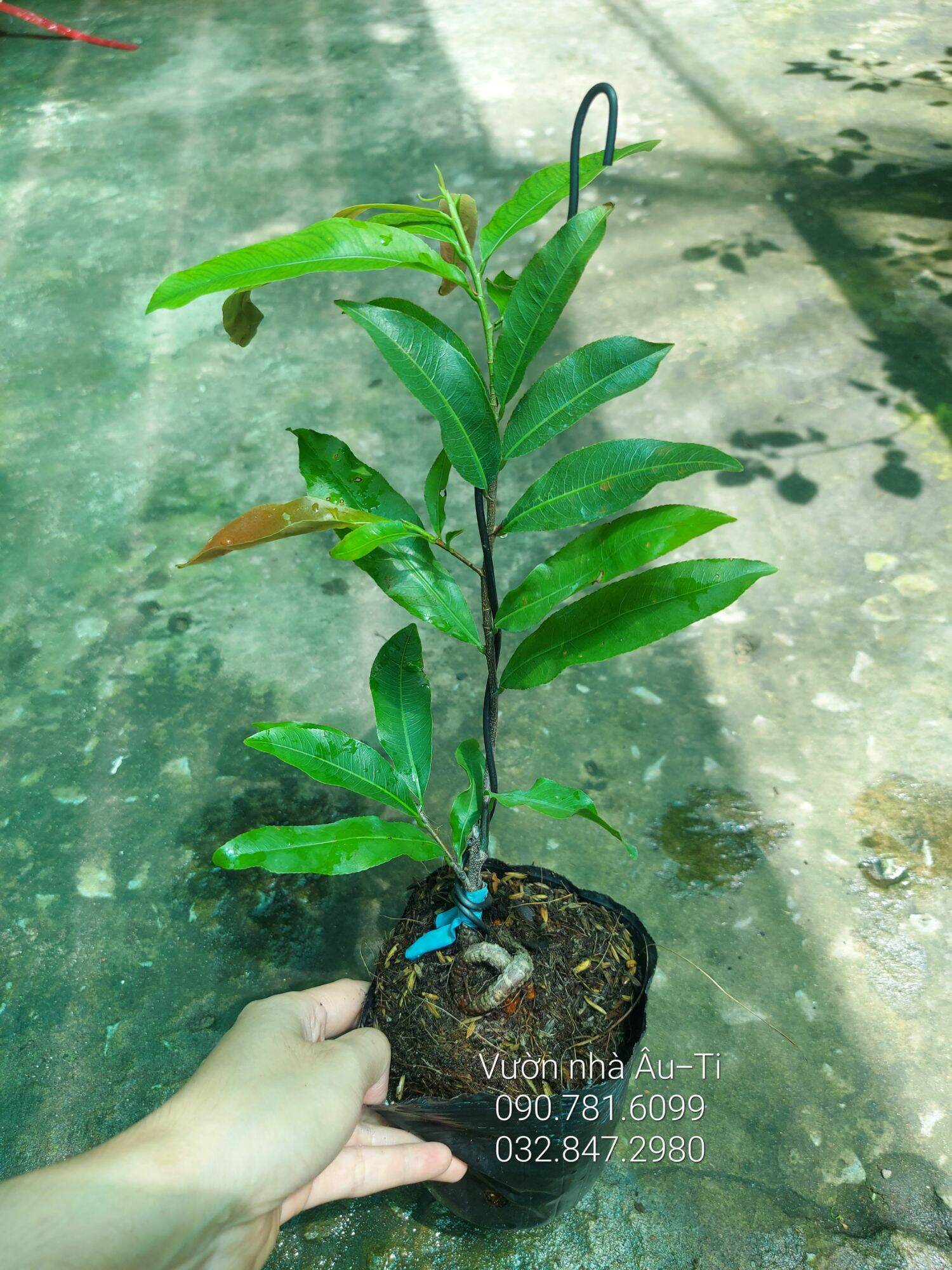 Mai cúc thọ hương bonsai mini