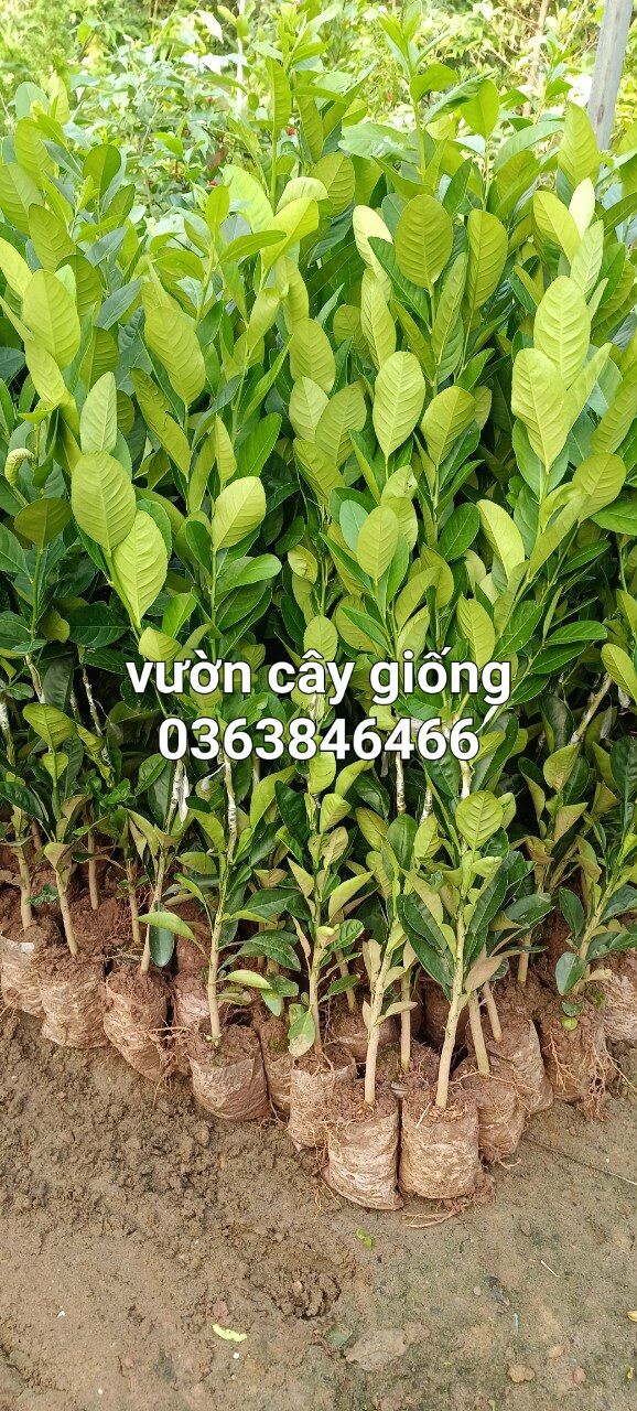 cây giống CHANH VÀNG MỸ  không hạt