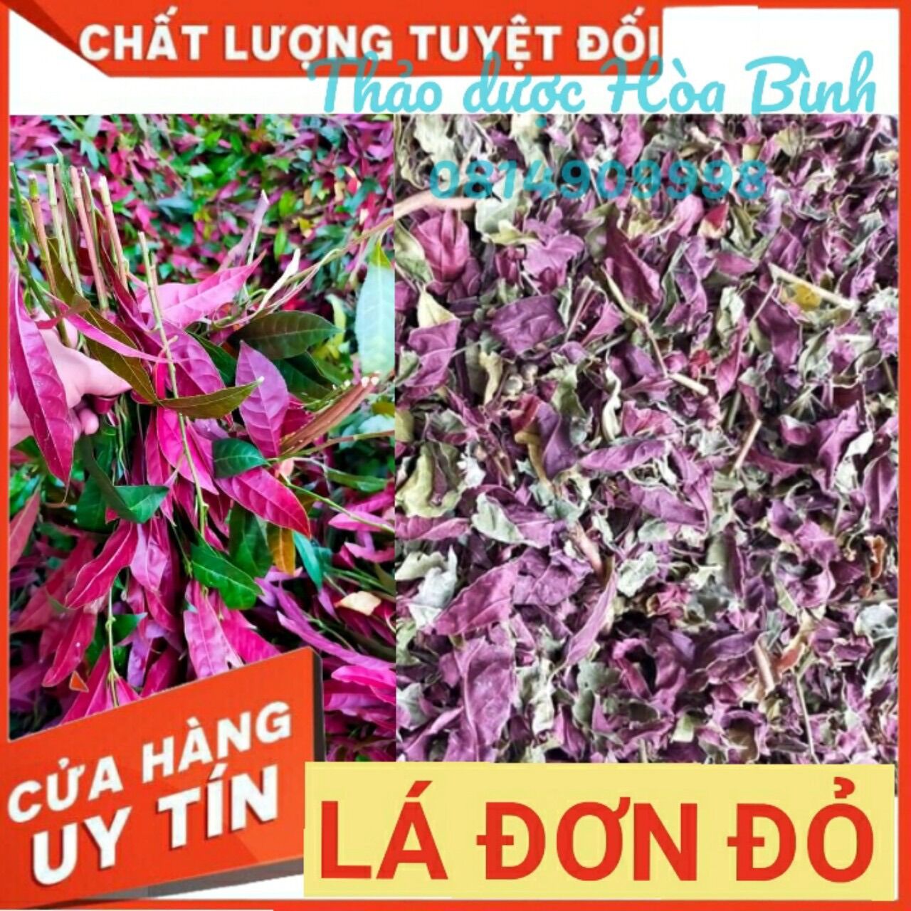 Lá đơn đỏ - đơn mặt trời, đơn tướng quân nguyên chất 500g/ 1kg - hàng mới, khô, sạch