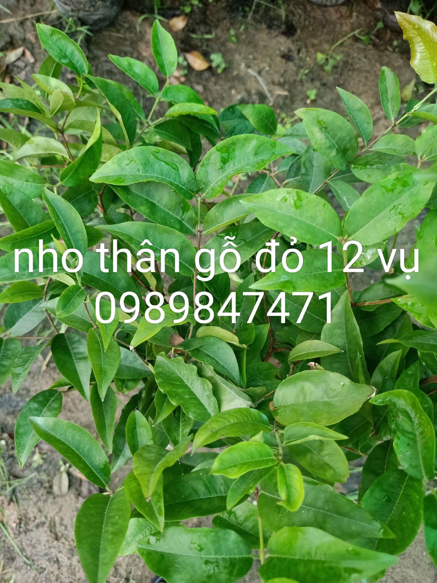 Nho thân gỗ đỏ 12 vụ chuẩn giống