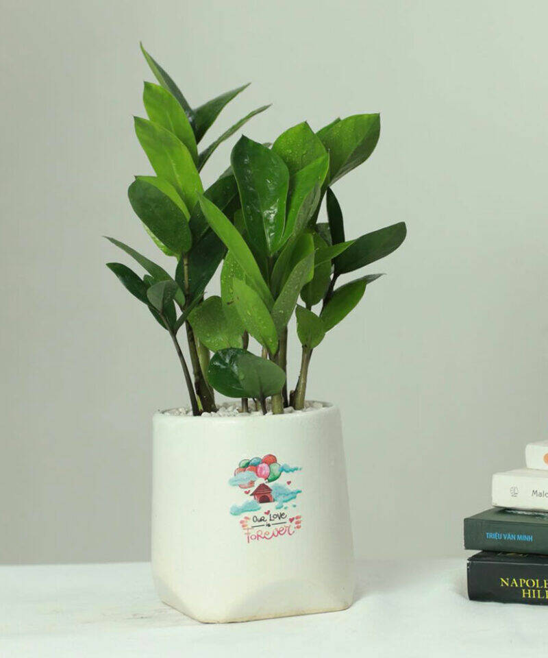 Cây Kim Tiền size để bàn