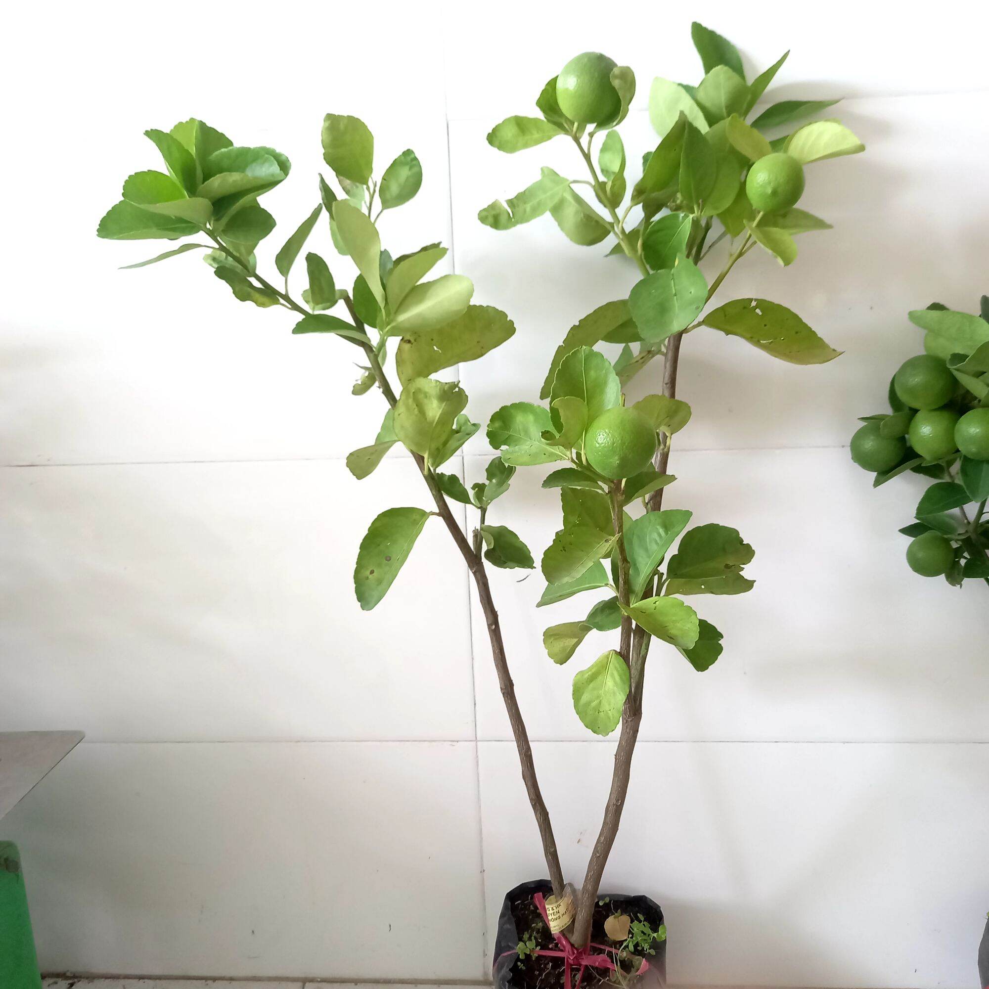 cây chanh không hạt