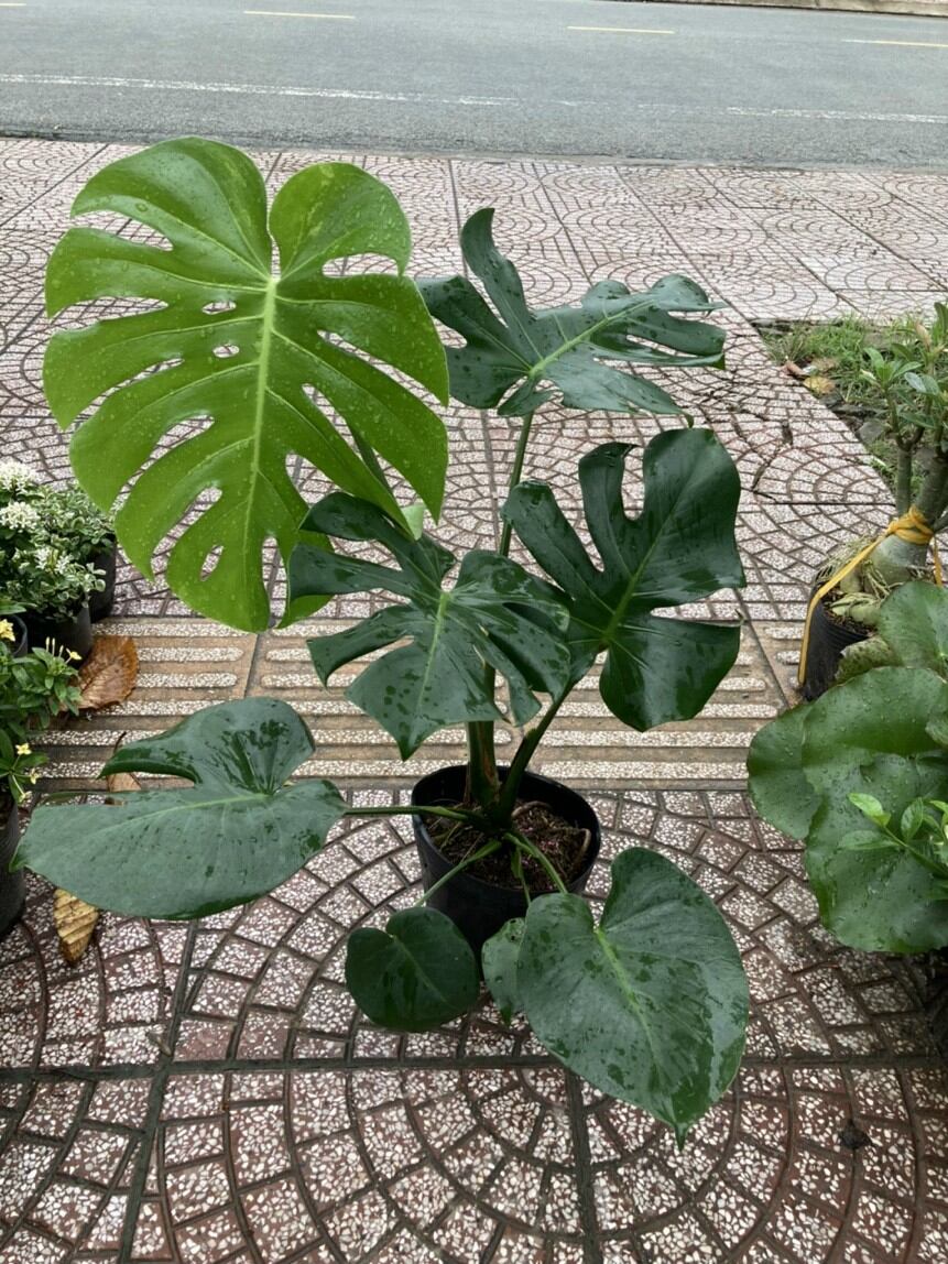 Trầu Bà Nam Mỹ lá rách Monstera