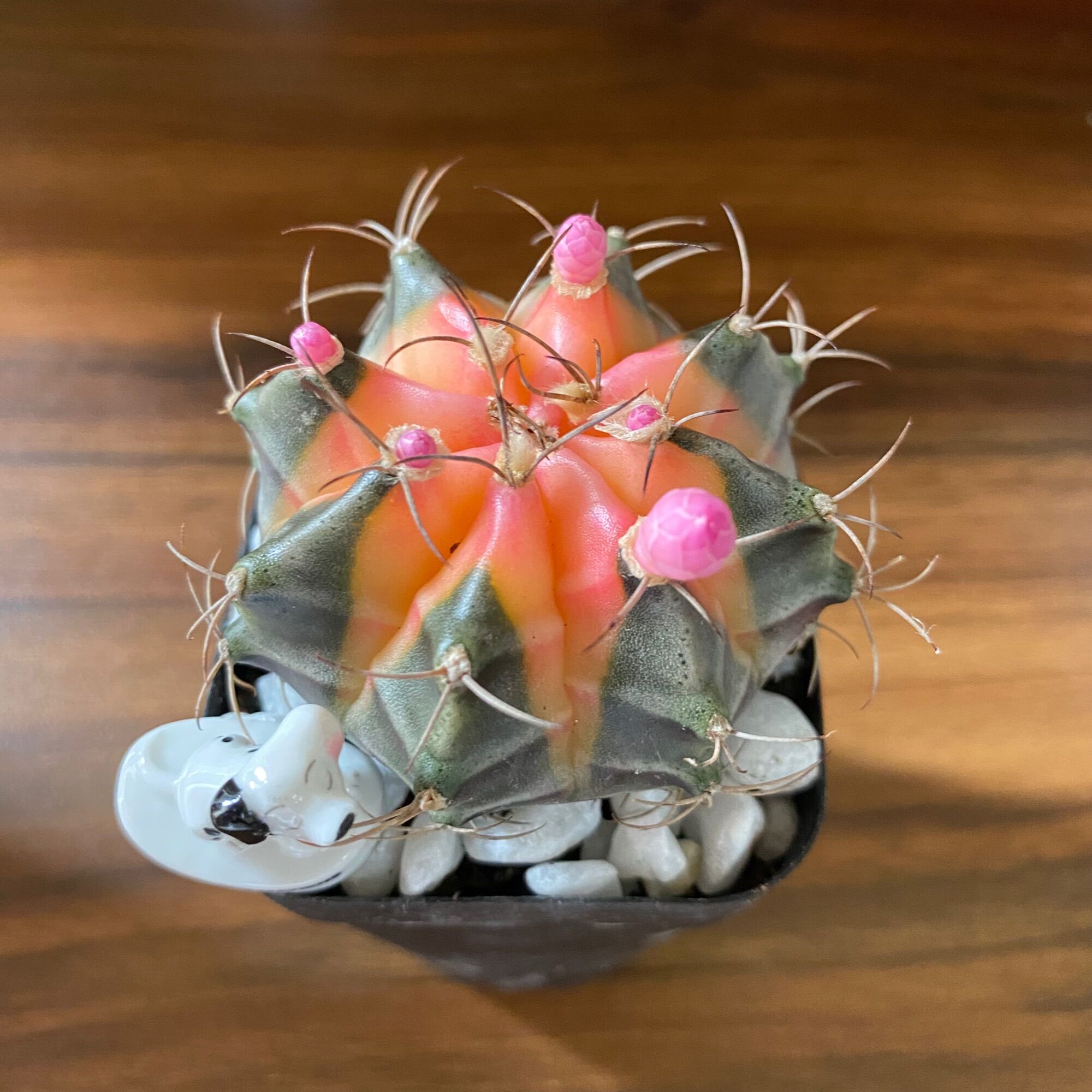 Xương rồng Gymno Lem ( kèm chậu Mr Moon).