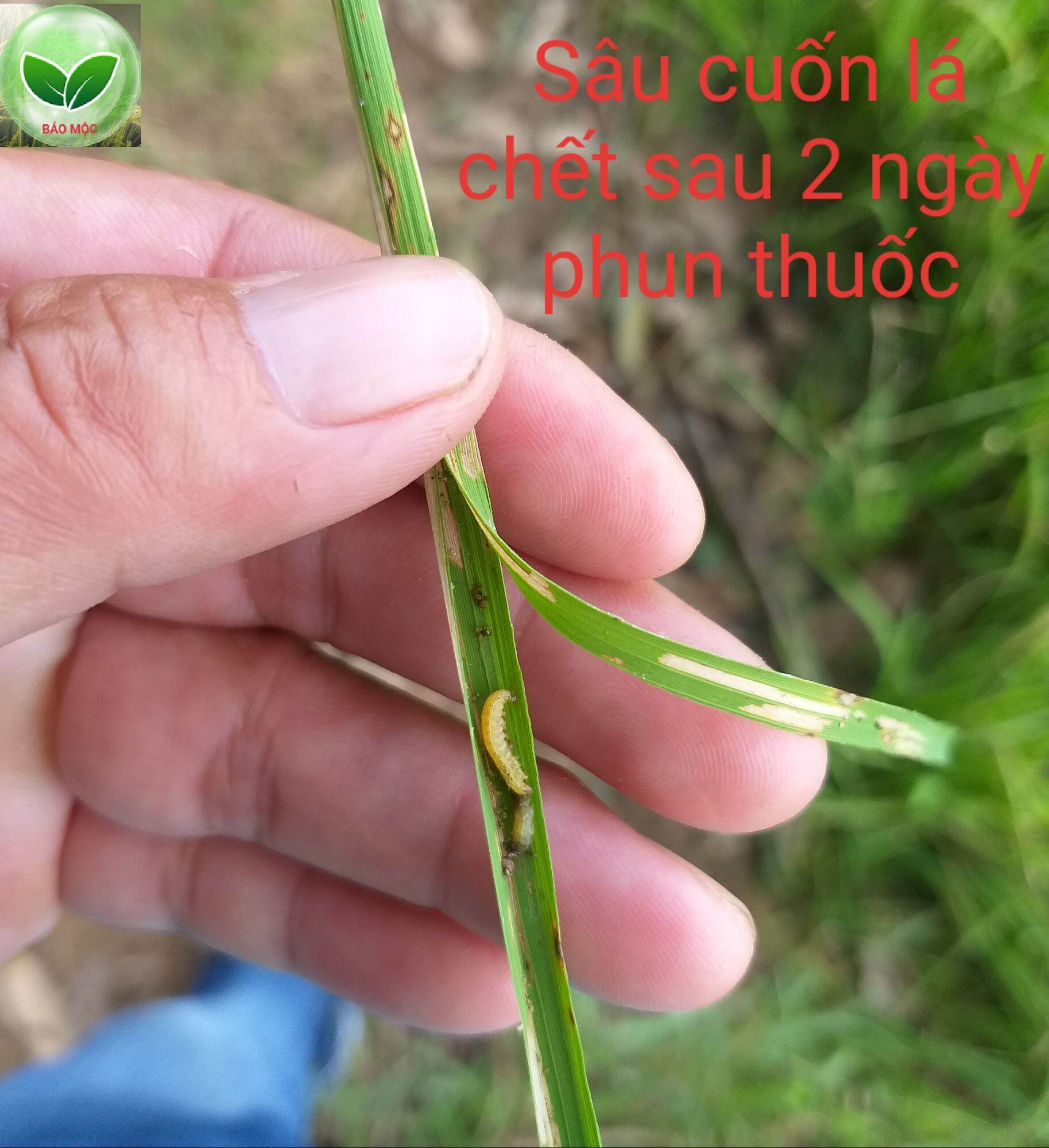 Trừ nhện đỏ - nhện bạc - sâu lá - bọ trĩ
