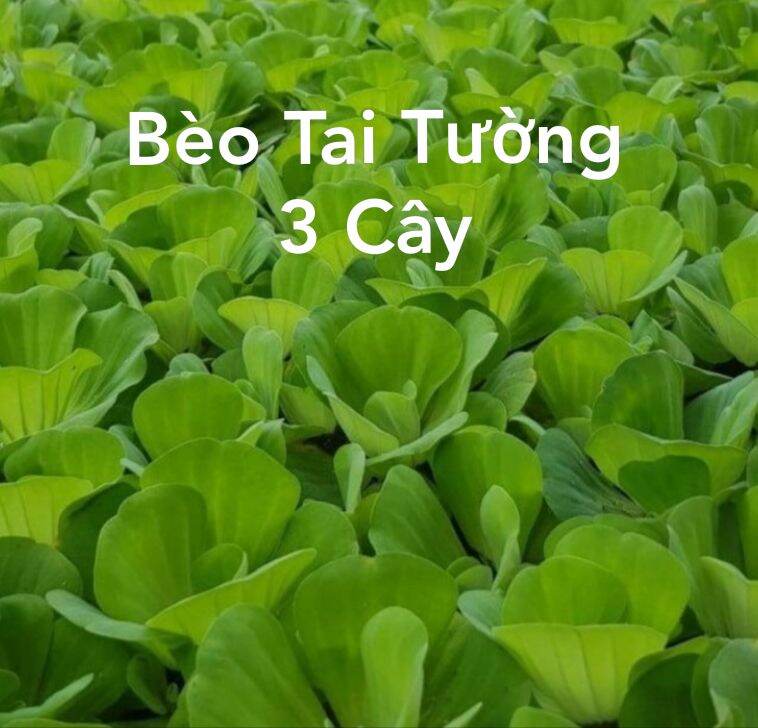 [HCM]3 Cây Bèo Tai Tượng  - Nga Guppy