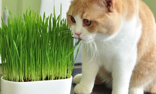 HẠT GIỐNG CỎ MÈO WHEAT