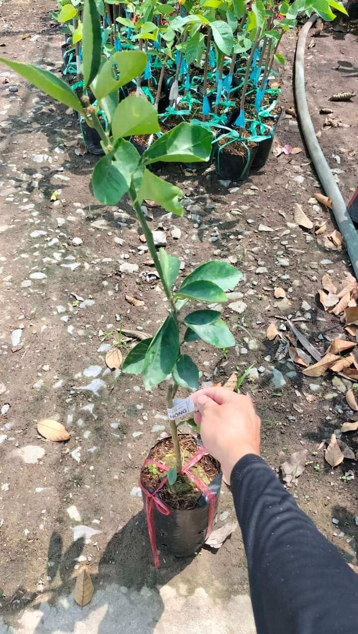 Cây giống quýt hồng Lai vung