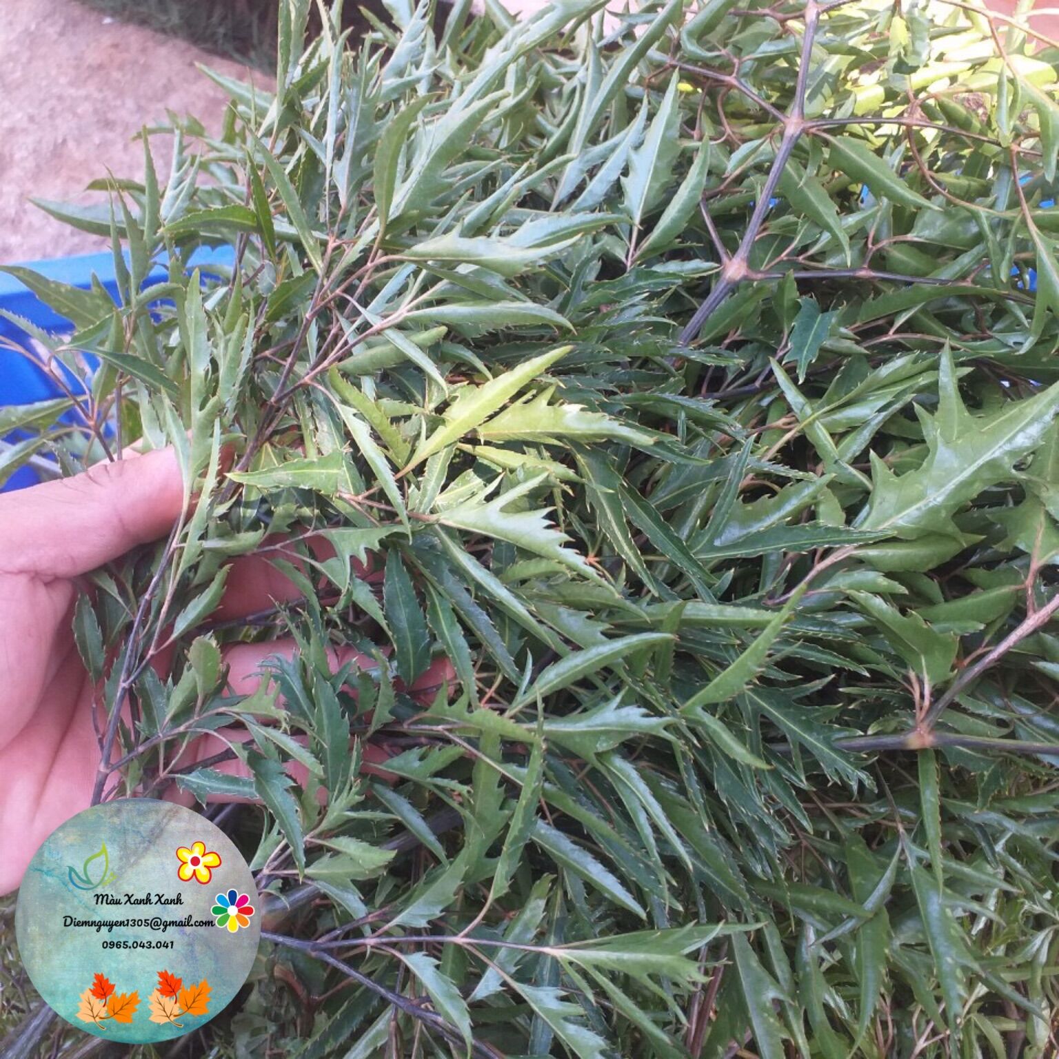 [LÁ] Lá Tươi Đinh Lăng Lá Nếp 30k/kg.