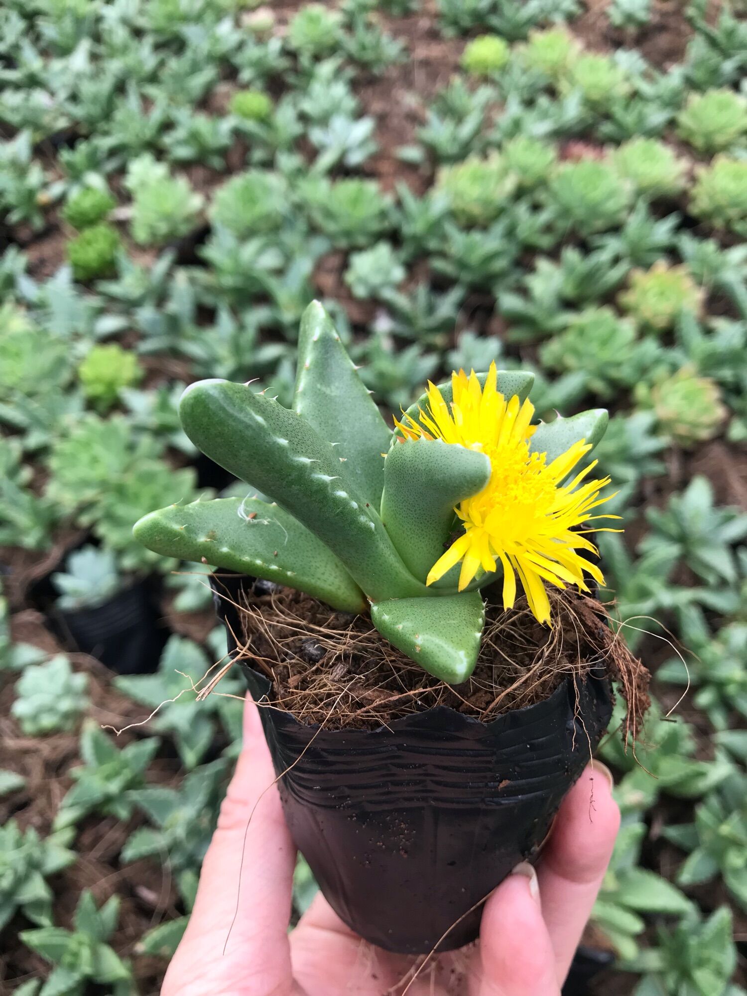 Sen đá hàm cá mập cute size bầu