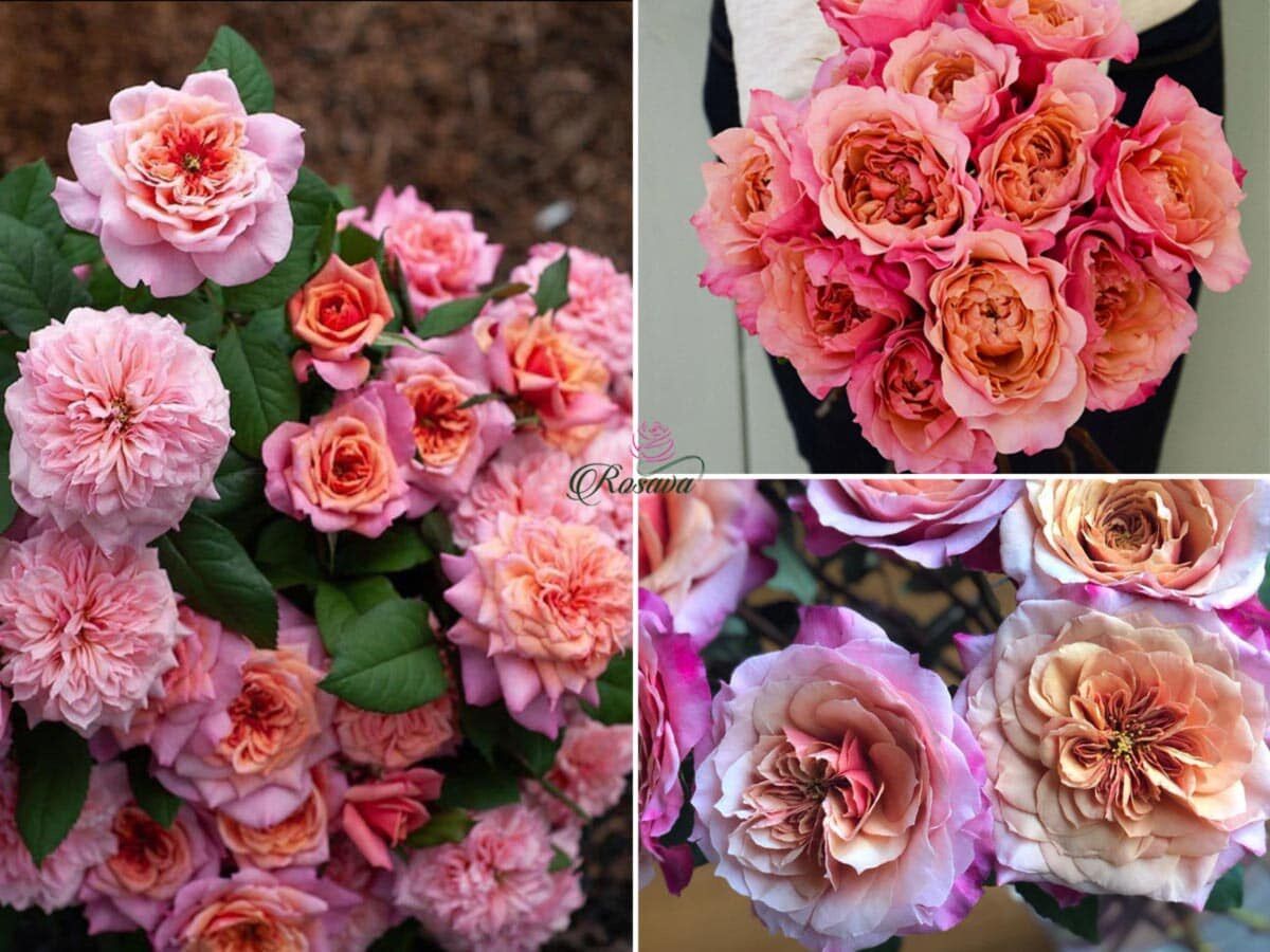 Hoa hồng Miyabi Rose - hồng bụi