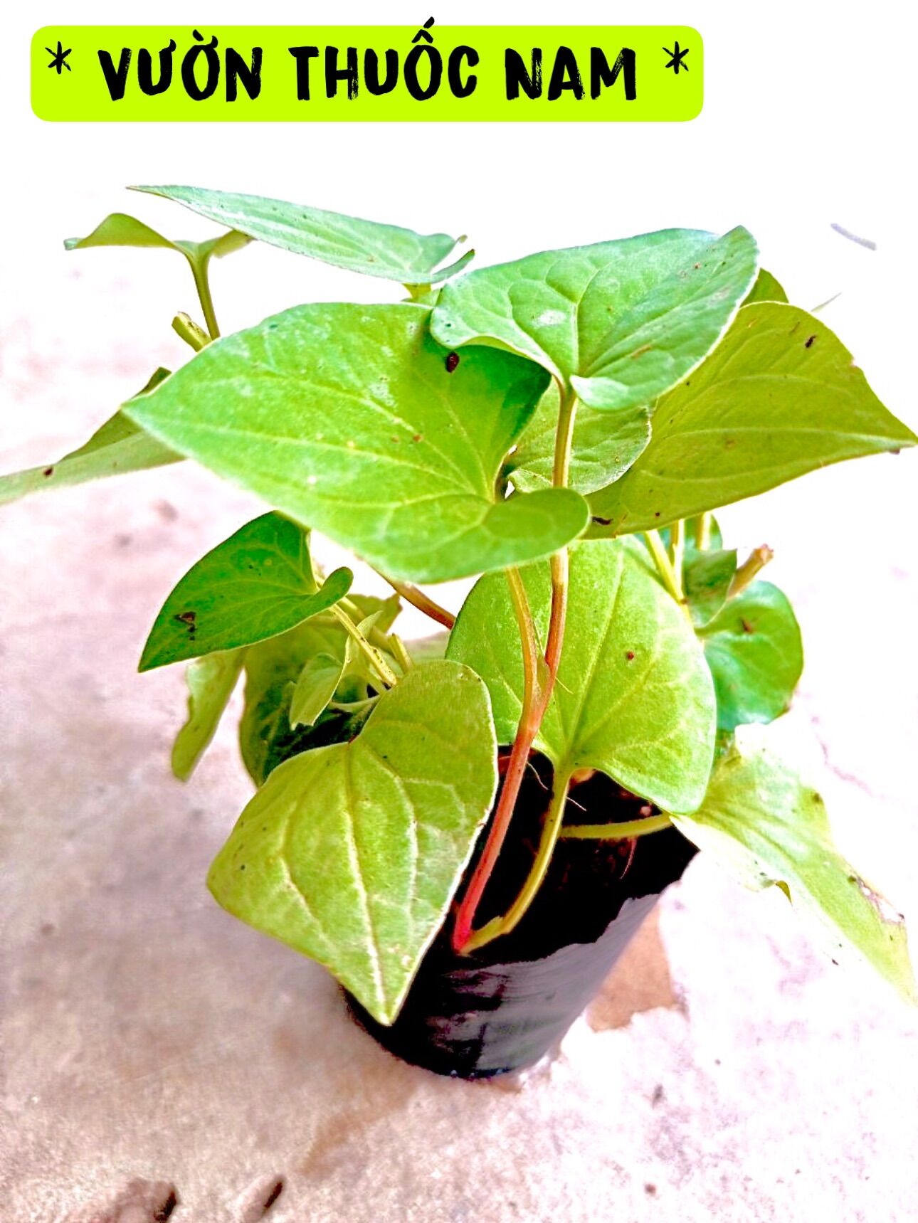 Bầu giống rau diếp cá như hình 1 bầu 4 đến 6 cây giống