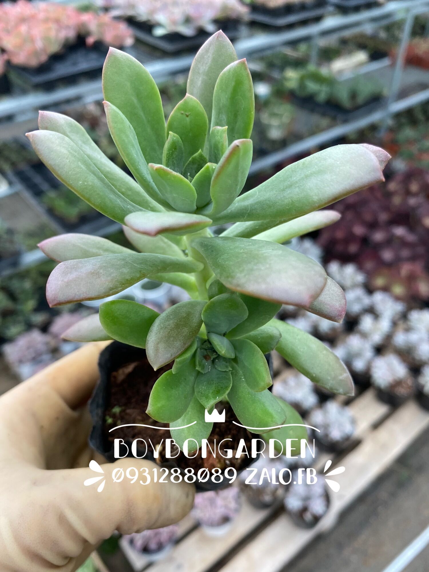 Cây sen đá mặt trời tím thụ mini_🌱hàng sẵn