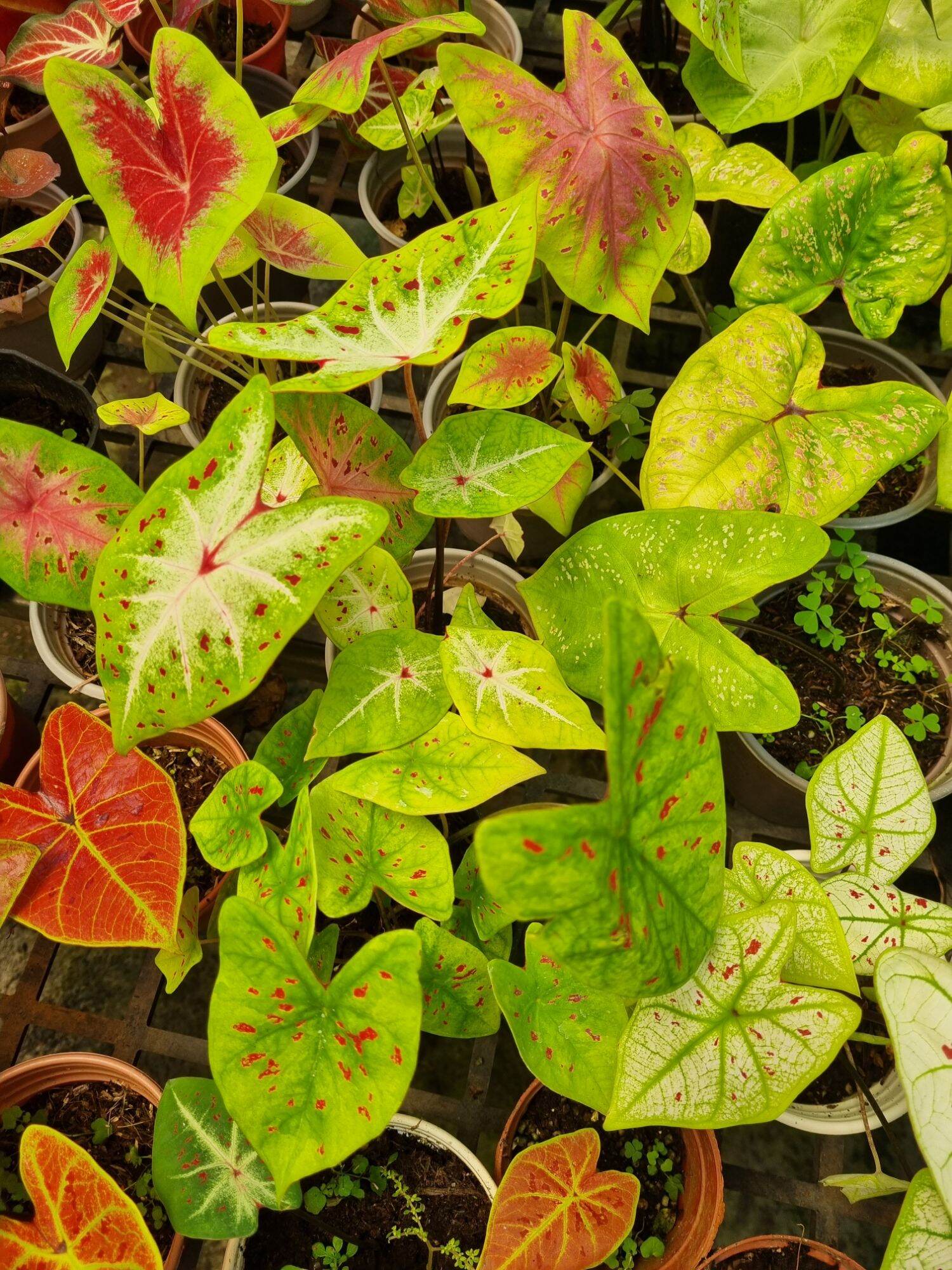 Cây môn vàng đốm - Caladium