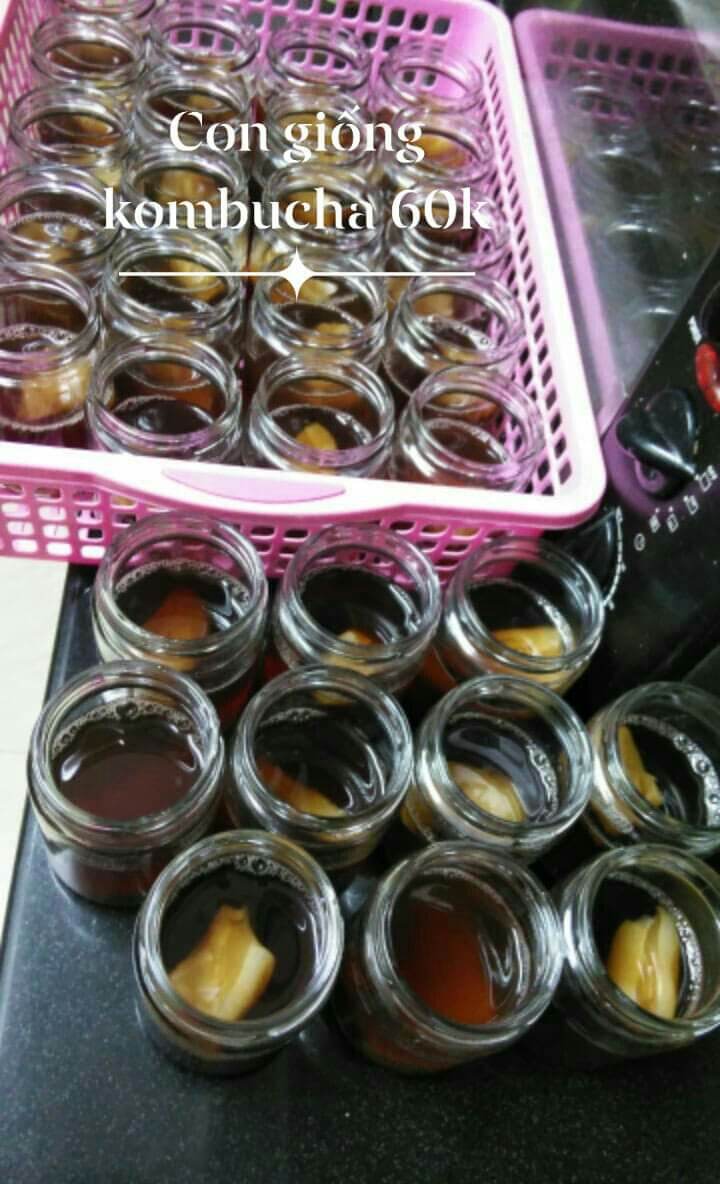 [HCM]Con giống scooby / Nấm scoby mập ú làm trà kombucha