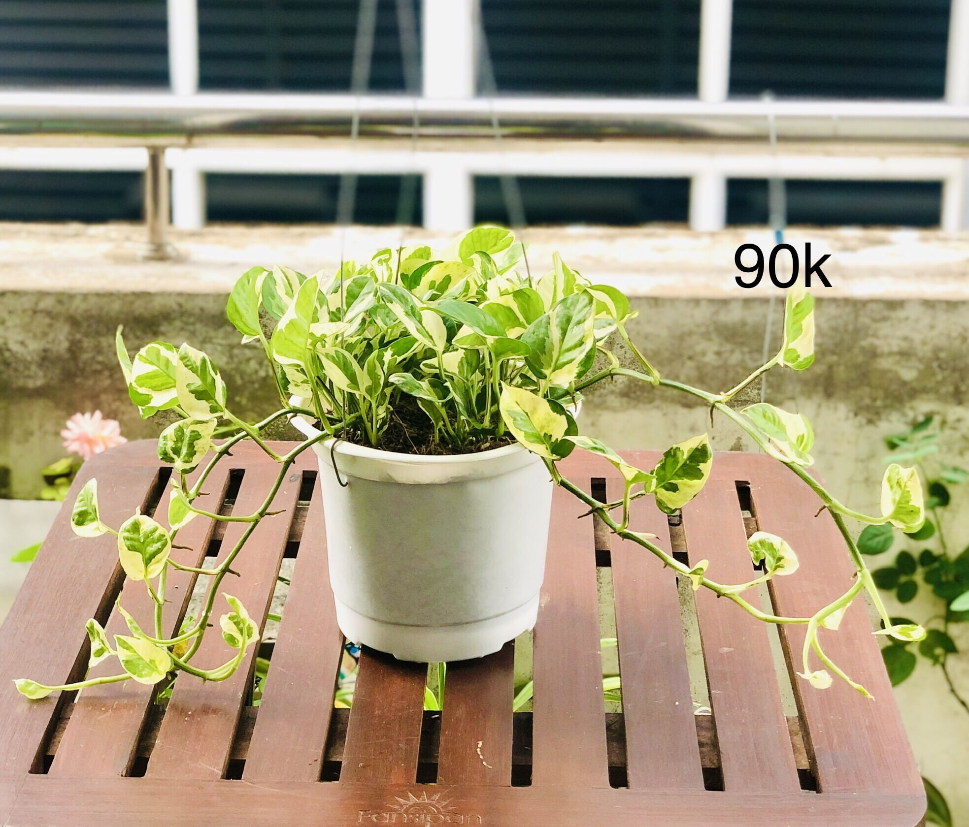 Chậu trầu bà cẩm thạch, trầu bà sữa treo