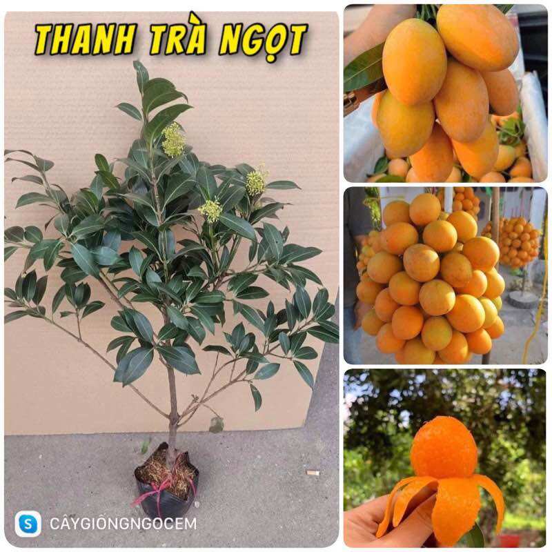 Cây Thanh Trà ngọt cao 1 mét 3, sẵn bông dễ trồng và nhanh quả