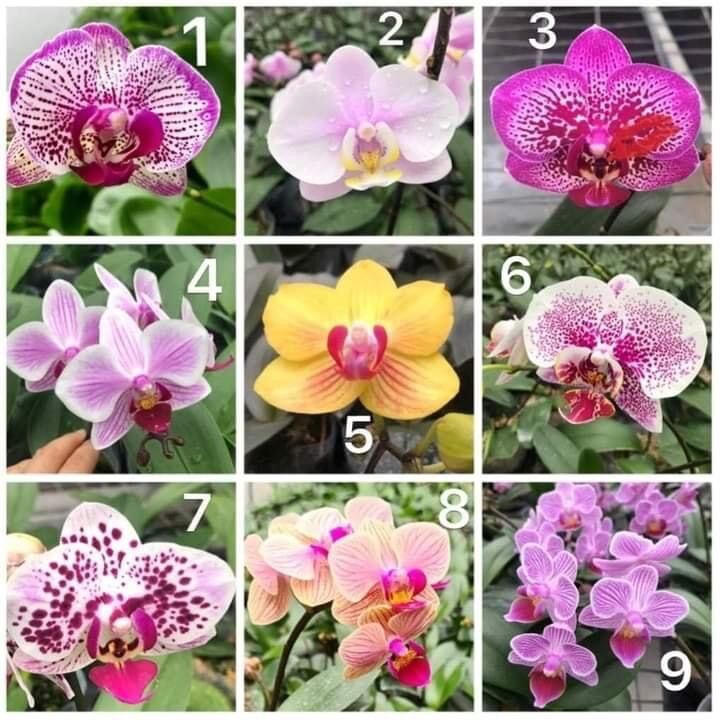 Cây giống hoa Lan hồ điệp (1bầu)