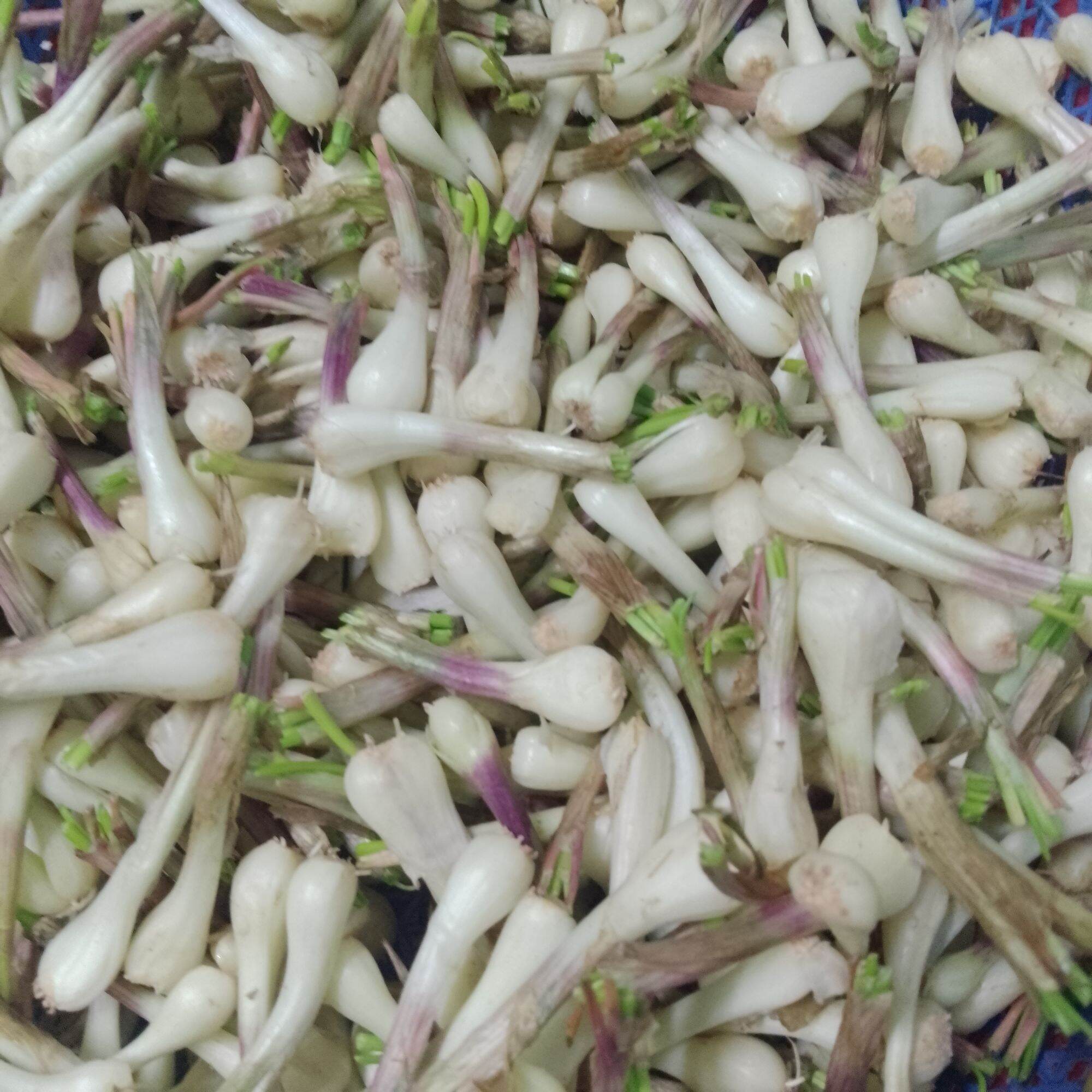 1kg củ kiệu sấy khô .được làm sạch