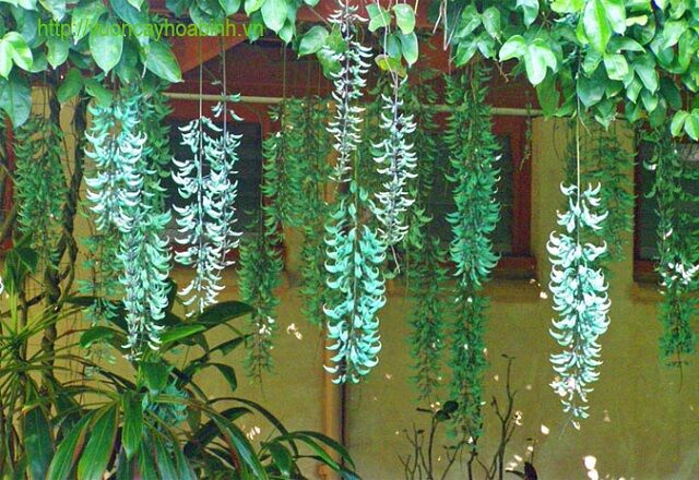 Cây giống hoa Leo giàn mong.cọp xanh