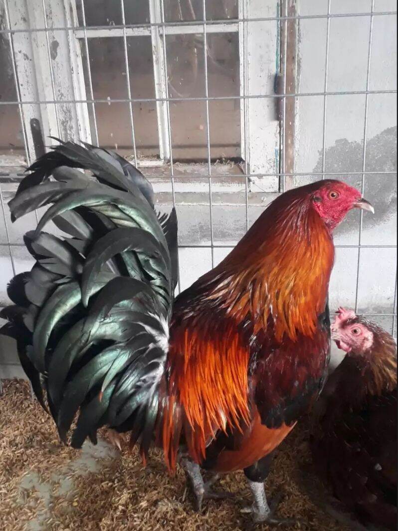 GÀ ĐÁ MỸ RẶC ,10 TRỨNG GÀ NÒI MỸ  ,ẤP NỞ CON GIỐNG ,TRẠI GÀ NÒI THÀNH ĐÔNG LONG AN