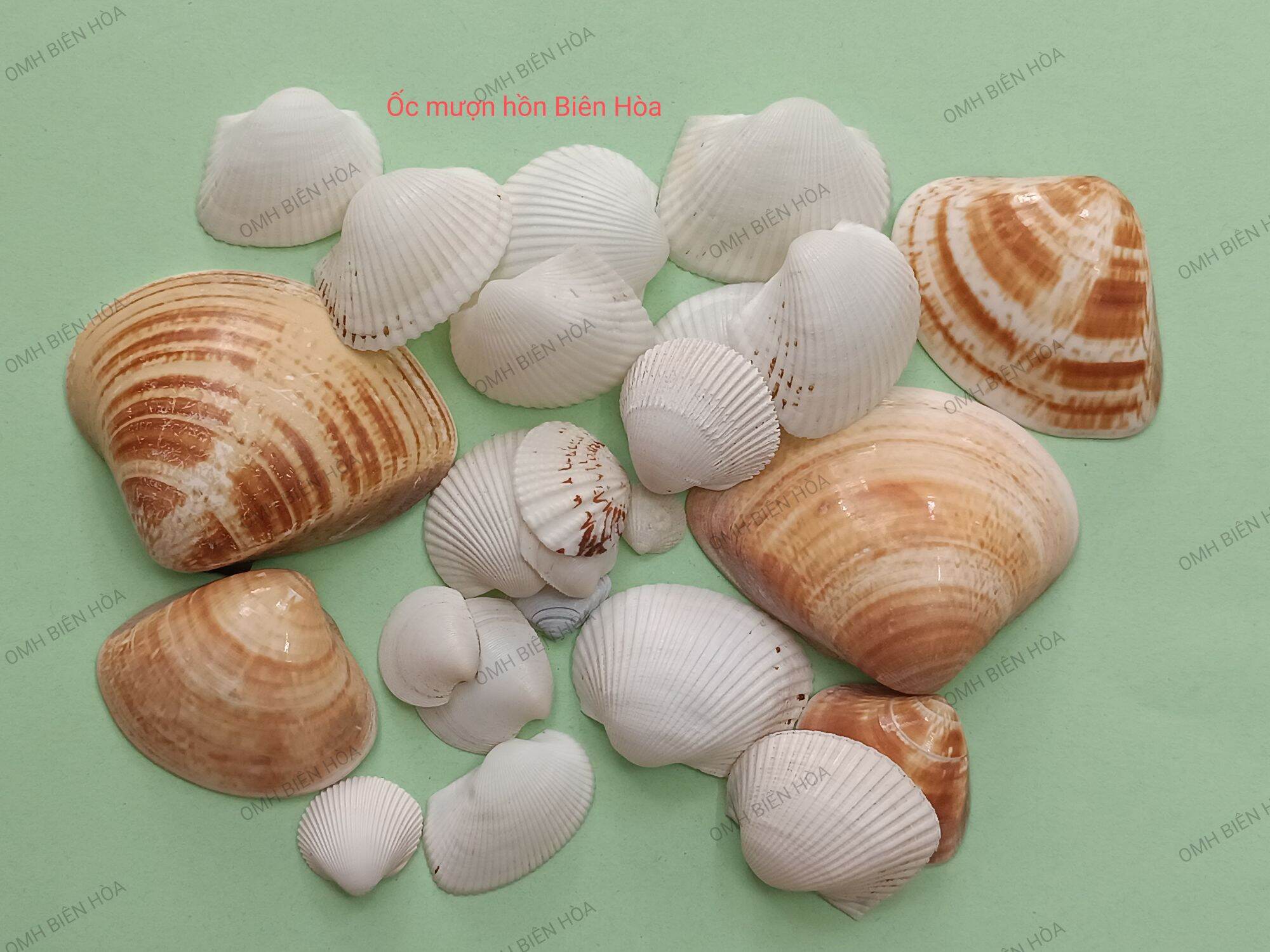 Vỏ sò thô trang trí hồ. OMH BIÊN HÒA