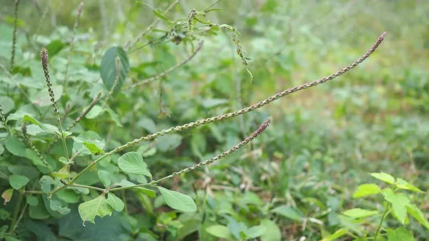 Cỏ xước tươi 1 kg