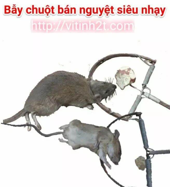 Bẫy chuột bán nguyệt siêu nhạy