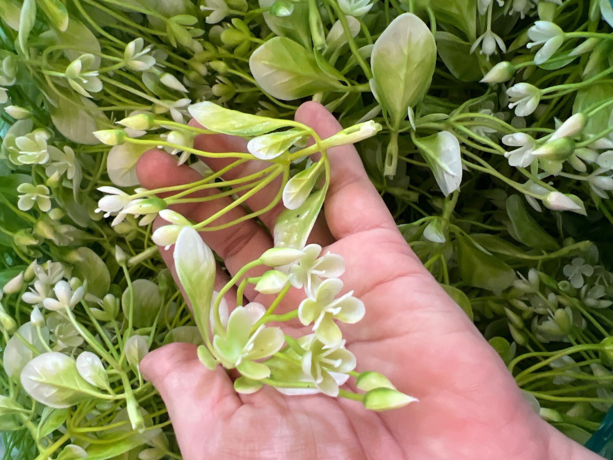 Cỏ điểm làm hoa 100g, 100g cỏ điểm