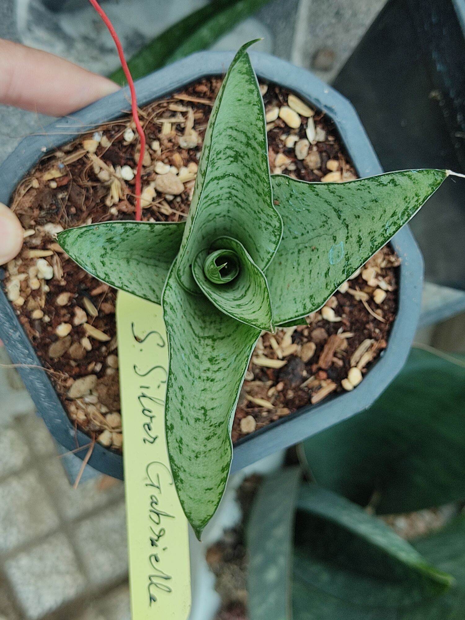 Cây lưỡi hổ - Sansevieria Silver Gabriella