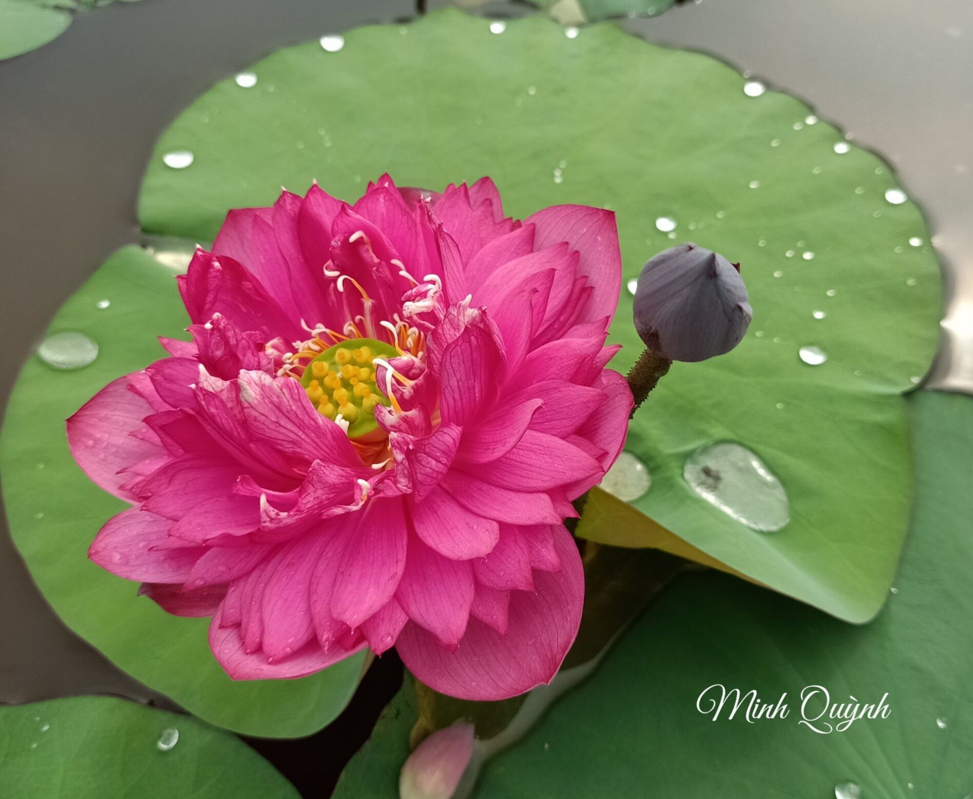 Củ sen giống các loại (sen trung)