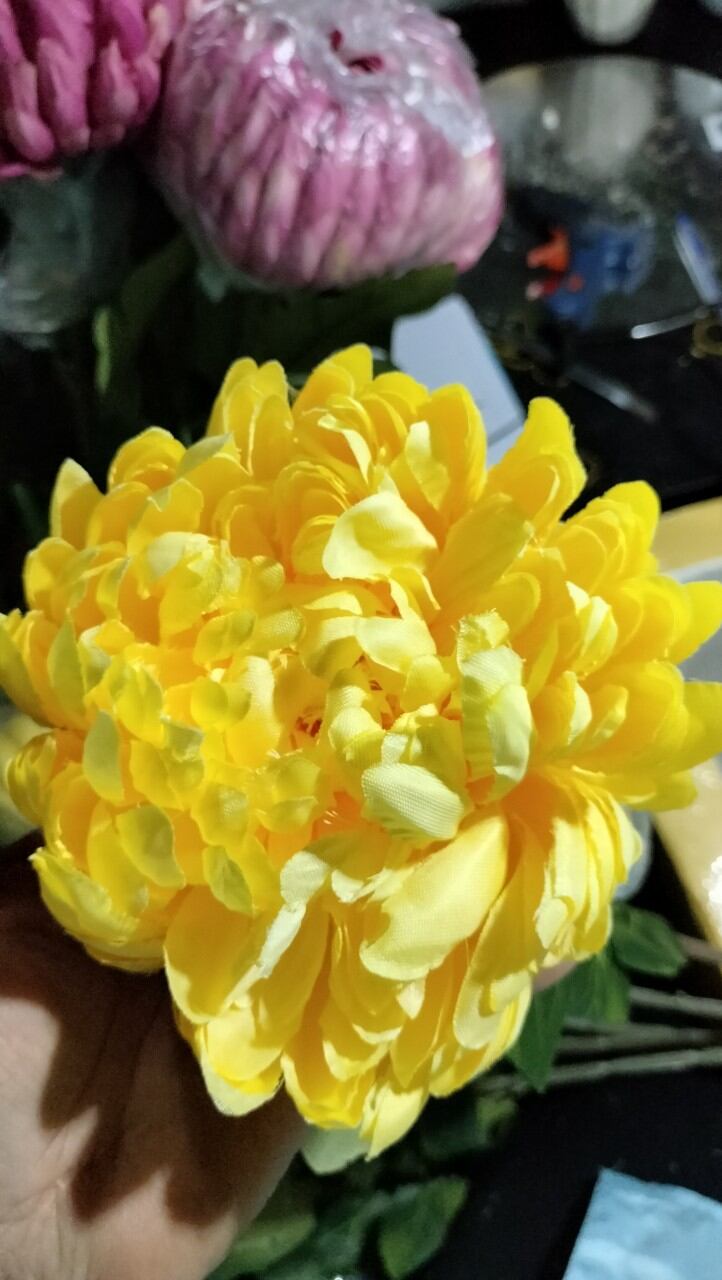 CÚC ĐẠI ĐÓA HOA LỚN 12CM
