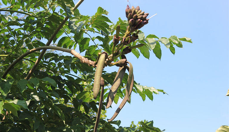 01 kg lá núc nác tươi