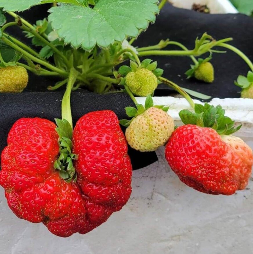 Dâu tây NHẬT AKI  ( combo 10 cây MÔ VỈ - chuẩn giống)