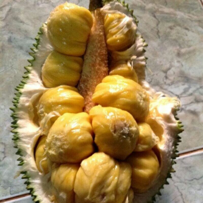 Cây giống Mít tố nữ