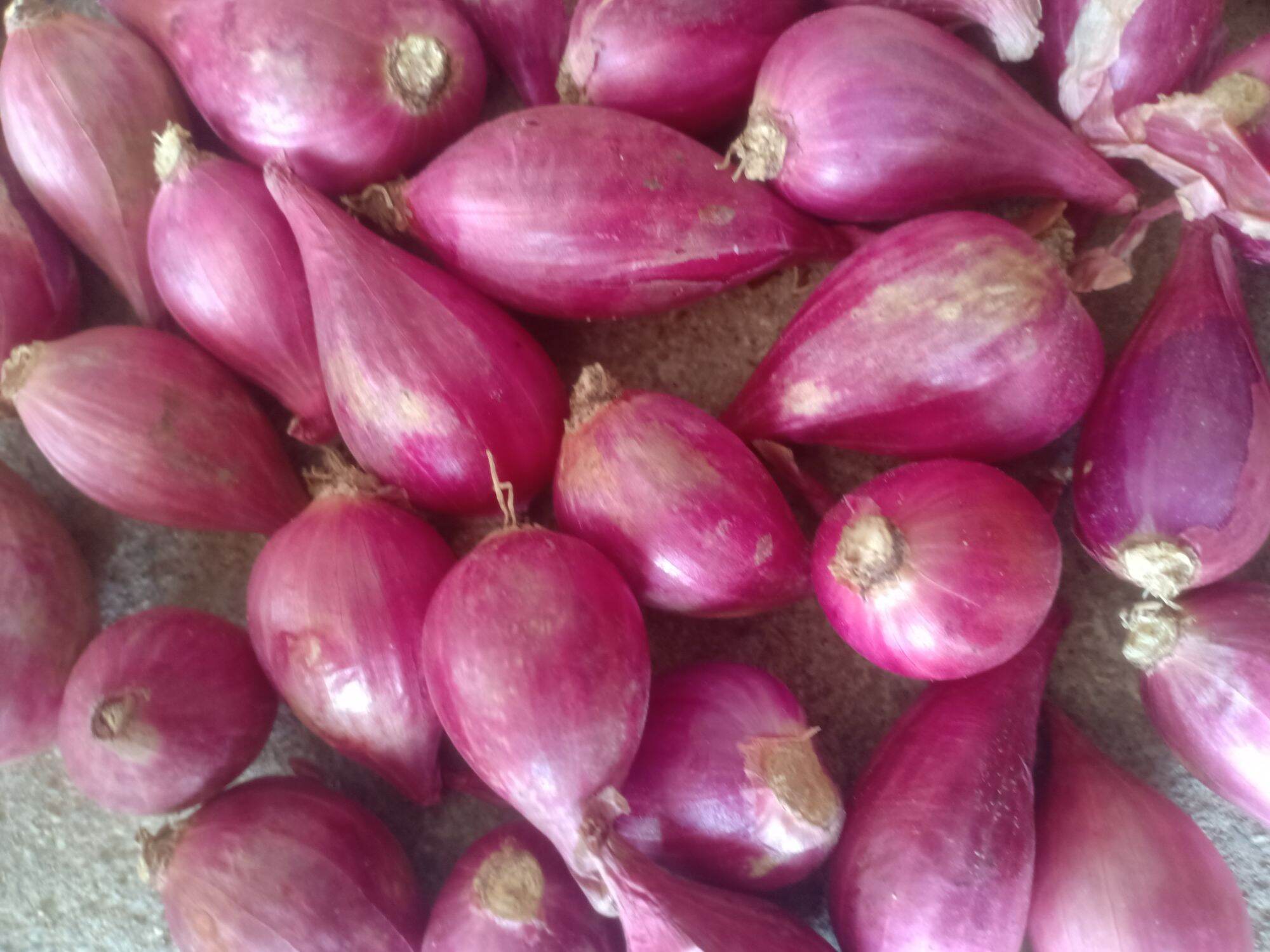hành tím phan rang loại to, túi 1kg.