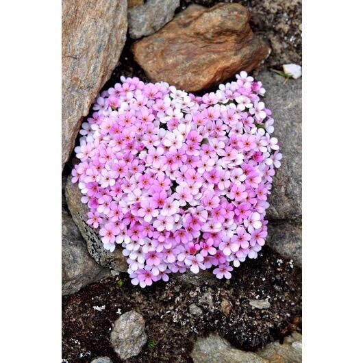 CHUẨN HOA 🌹 TẾT 🌸 Hạt Hoa Leo Đá đủ màu(1 gói 100 hạt)
