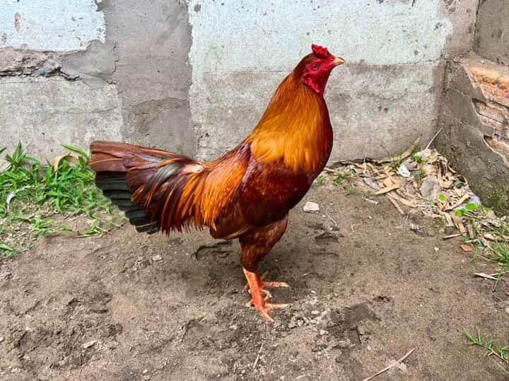 10 Trứng Gà Mỹ ấp nở con giống
