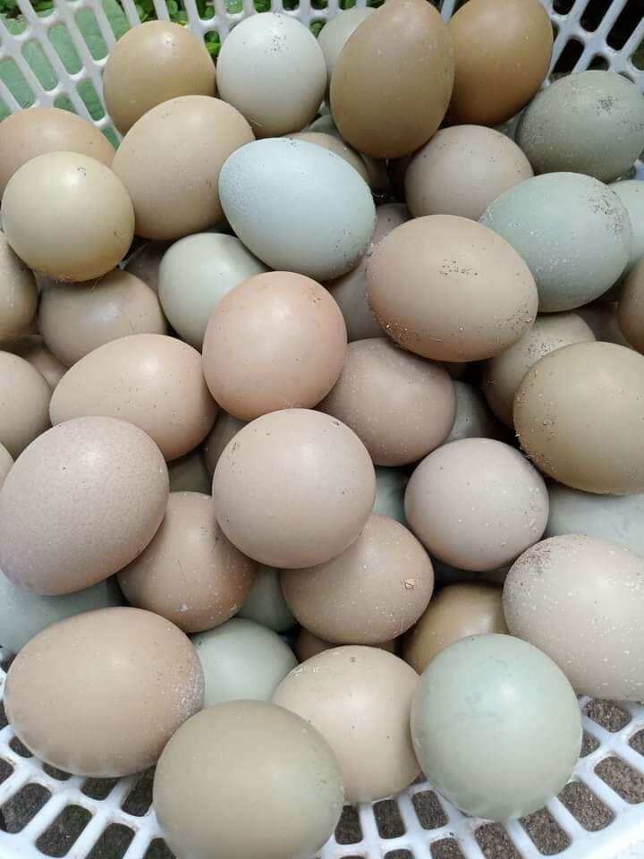 10 Trứng chim trĩ so