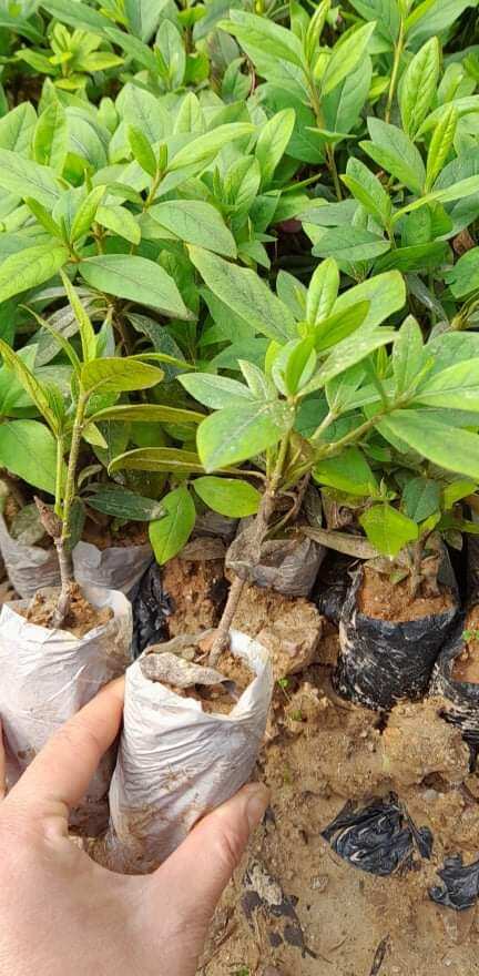 Combo 2 Cây giống đỗ quyên sẵn bầu