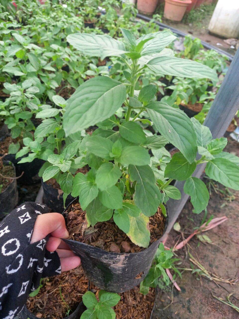 Cây bạc hà
