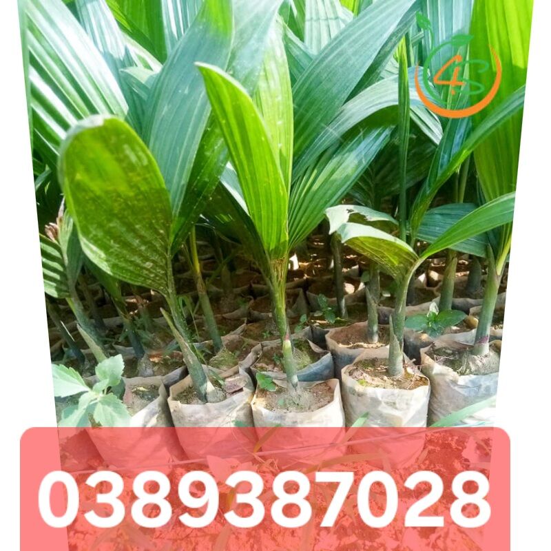 cây cau ta giống