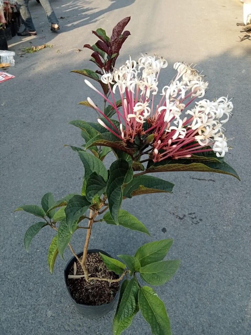 Cây hoa pháo hoa/ hoa thiên phúc