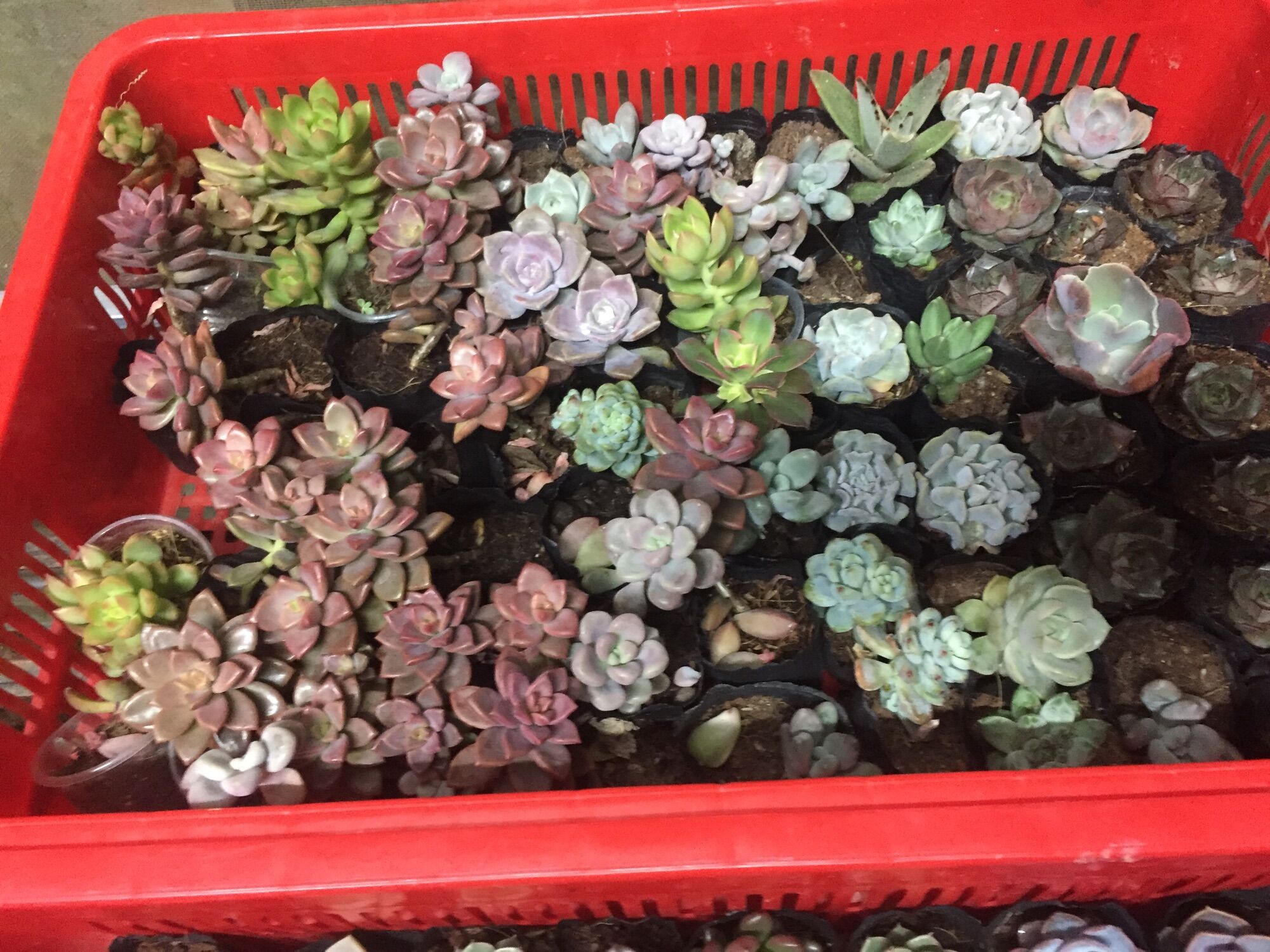 Combo 10 Sen Đá nhỏ ( chọn ngẫu nhiên, khác loại)