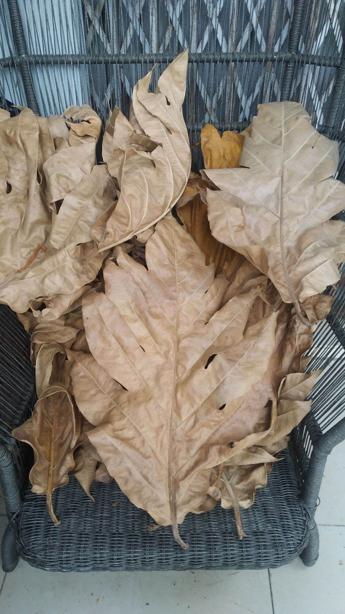 1kg lá sa kê khô rụng tự nhiên nhà trồng