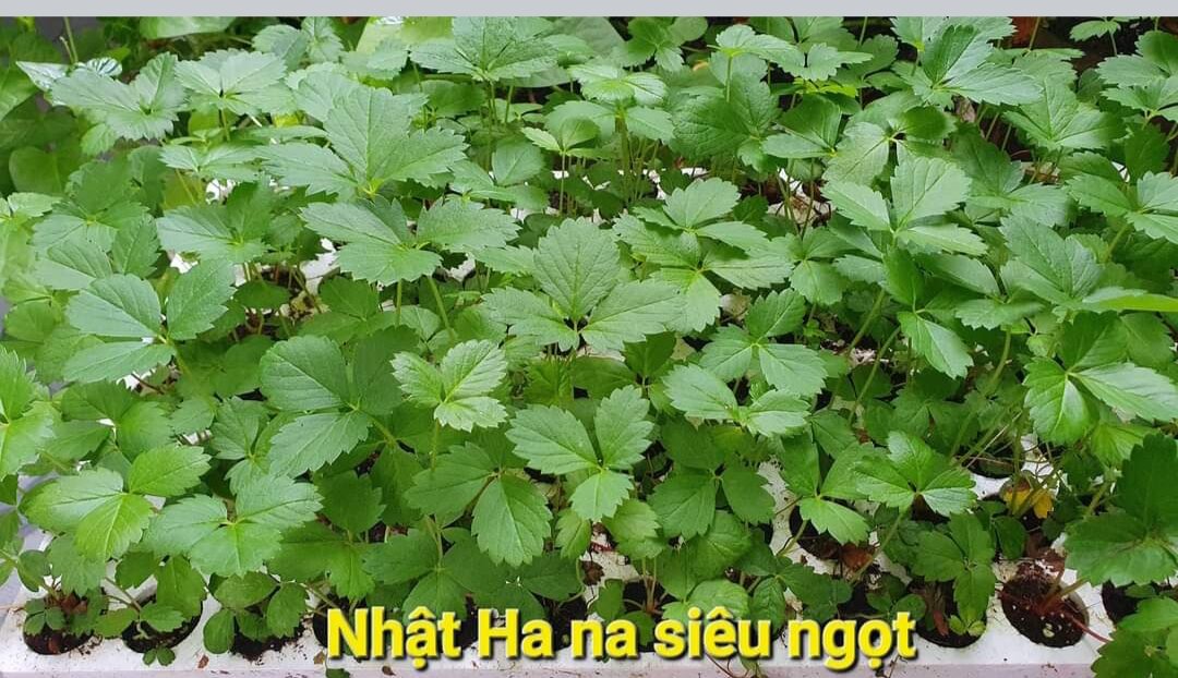 ( giao ngay) Kem NGHỆ Thorakao:  Nghệ Trang Điểm 3g / Chấm Mụn 7g /Kem Gấc 3g