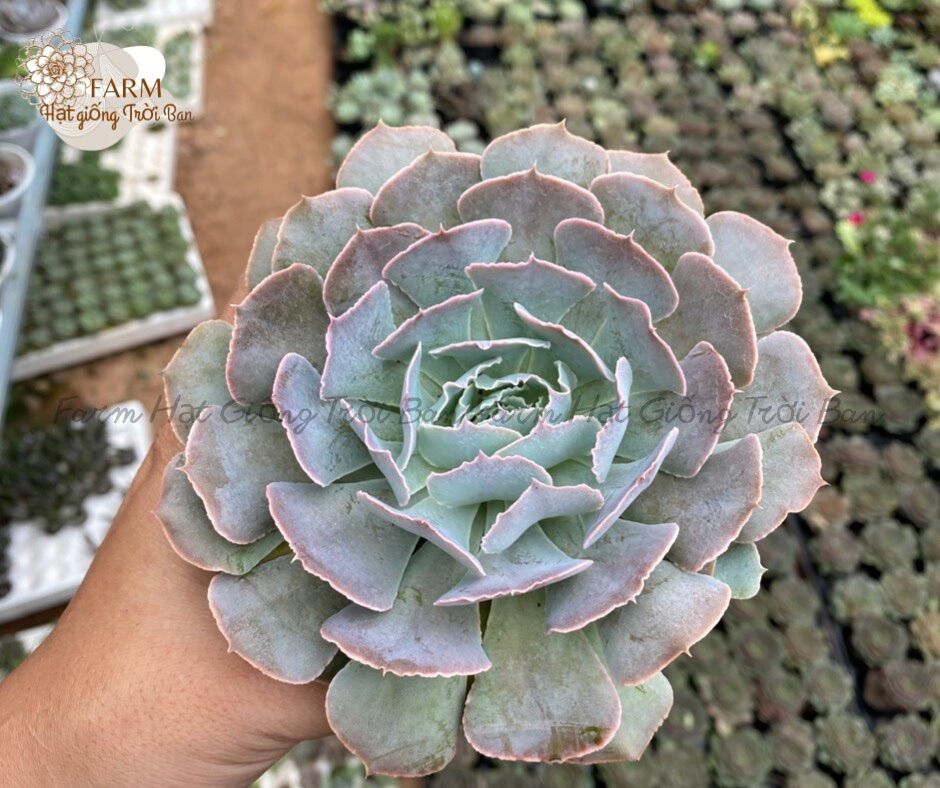 SEN ĐÁ CẢI LIGHT PURPLE SIZE TRUNG BÌNH LỖI 1 ĐỔI 1