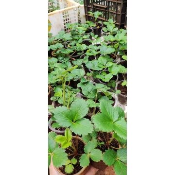 Combo 15 cây giống Thạch Thảo Kép mích màu ( loại màu đẹp hoa to)