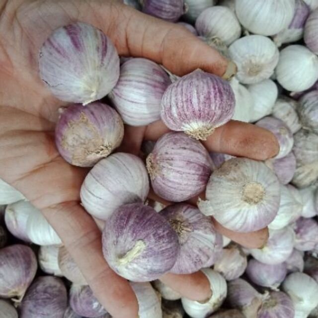 2kg tỏi cô đơn